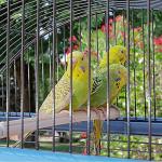 Ferplast Exotic Budgie Cage with Toys and Bowls