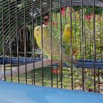 Ferplast Exotic Budgie Cage with Toys and Bowls