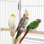 Extra Large Metal Bird Cage with Stand