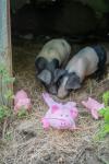 Farmyard Buddies Crinkle Pig Plush Dog Toy