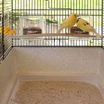 Ferplast CANTO Exotic Bird Cage for Canaries