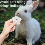 6-Pack Chew Toys for Small Pets and Birds