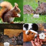 6-Pack Chew Toys for Small Pets and Birds