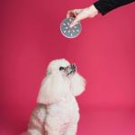 6pcs Dog Training Scent Tins for Nose Work