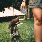 6pcs Dog Training Scent Tins for Nose Work