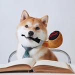 Funny Squeaky Plush Dog Toys - 2 Pack