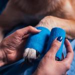 20PCS Self-Adhesive Vet Bandage Wrap Rolls