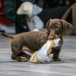 Ancol Floppet Fox Mini Plush Puppy Toy