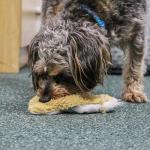 Ancol Floppet Fox Mini Plush Puppy Toy