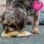 Ancol Floppet Fox Mini Plush Puppy Toy