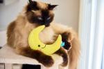 Moon Plush Cat Toy with Natural Catnip