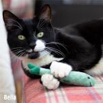 Rosewood Battersea Catnip Fish Toy Set