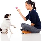 Cute Plush Squeaky Dog Toys - 14 Pack