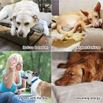 10 Pack Cute Squeaky Plush Dog Toys