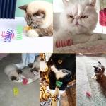 QILUCKY 40-Piece Colorful Cat Spring Toy Set