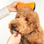 Pet Teezer Dog Grooming and Detangling Brush