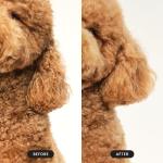 Pet Teezer Dog Grooming and Detangling Brush