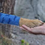 24pcs Colorful Vet Wrap Bandages for Dogs