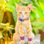 24pcs Colorful Vet Wrap Bandages for Dogs