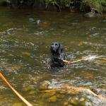 Waterproof Training Lead for Dogs - Extra Long 10m