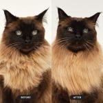 Pet Teezer Cat Brush for Short to Medium Hair