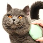 Pet Teezer Cat Brush for Short to Medium Hair