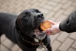 Blue Dog Bakery Natural Crunchy Dog Treats, 18oz
