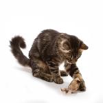 Play-N-Squeak Twice the Mice Cat Toy Set