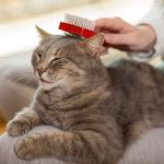 Vet's Best Waterless Cat Shampoo – Gentle Foam Cleanser