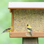 No Mess Wild Bird Food for Feeders - 10 lbs