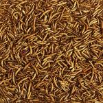 Kaytee Wild Bird Mealworms for Backyard Birds 3.5oz