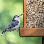 No Mess Sunflower Hearts & Chips Bird Food 5.5 lbs