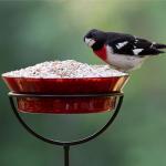 Audubon Park No-Mess Sunflower Hearts Bird Food