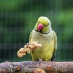 Millet Tips & Tails for Happy Birds