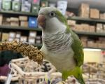 Millet Tips & Tails for Happy Birds