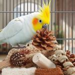 Natural Foraging Box Toy for Small Birds