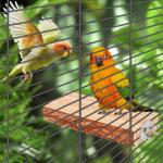 Multi-Branch Wooden Perch Toy for Small Birds