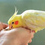 Kaytee Natural Snack Treats for Pet Birds