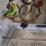 Kathson Natural Grape Stick Bird Perch Set 3PCS