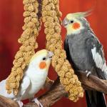 Fresh Sun-Dried Millet Treat for Pet Birds