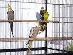Wrought Iron Flight Cage with Stand for Birds