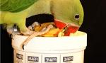 Prime Vitamin and Mineral Supplement for Birds