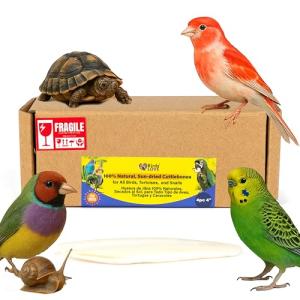 Natural Cuttlebone 4-Pack for Birds and Pets