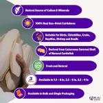 Natural Cuttlebone 4-Pack for Birds and Pets