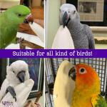 Natural Cuttlebone 4-Pack for Birds and Pets