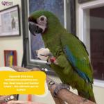 Natural Cuttlebone 4-Pack for Birds and Pets