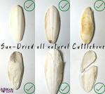Natural Cuttlebone 4-Pack for Birds and Pets