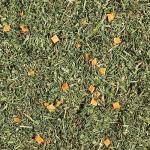 Kaytee Bird Greens Treat for Pet Birds, 1 oz