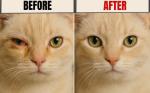 Pet Eye Cream for All Animals, 3.5g Tube