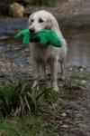Eco-Friendly Carlos the Crocodile Dog Toy